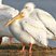 American White Pelican